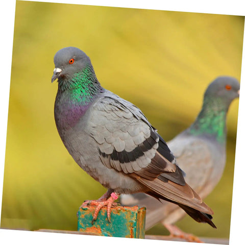 Pigeon wearing 200 Piece Pigeon Identification Bands Set With Lightweight Numbered Leg Rings For Quail And Small Birds