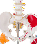 Pelvic view of Life Size Human Skeleton Model With Spinal Nerves, Muscle Insertion And Origin Points, Removable Calvarium And Legs