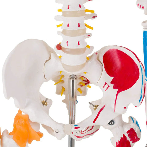 Pelvic view of Life Size Human Skeleton Model With Spinal Nerves, Muscle Insertion And Origin Points, Removable Calvarium And Legs