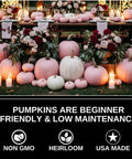 Rainbow Pumpkin Patch Seeding Kit With 20 Mixed Seeds for garden grow pink, blue pumpkins and squashes on display table.