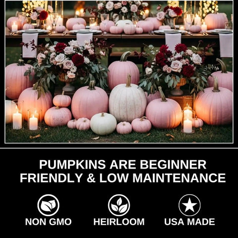 Rainbow Pumpkin Patch Seeding Kit With 20 Mixed Seeds for garden grow pink, blue pumpkins and squashes on display table.