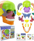 Palm Sized 15 Part Human Skull Model with Color Detailing, Exploded View, Detachable Sections, Educational Tool