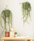 Hanging green plants beside a light bulb in a jar on a wooden table, beige wall background
