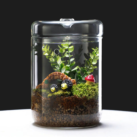 Glass Terrarium Jar With Lid 6x9 Inch Indoor Planter For Succulents Cacti Ferns Moss Reptiles Mini Fairy Moss Cool Tabletop Decoration For Home Office Kitchen Windowsill Garden Decor
