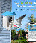Solar Powered Bird Feeder With Camera For Backyard Watching 2K HD Live Streaming AI Species Recognition Motion Alerts