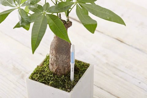 Leave-In Aquameter Soil Moisture Sensor Pen in pot with plant, Large Green Model for 6 to 12 Inch Pots, continuous water monitoring.