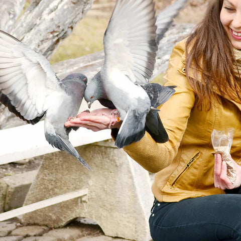 Two pigeons wearing 100 Pcs 8mm Birds Leg Rings Set With 10 Colors And Readable Numbers 0 To 100 perched on a hand