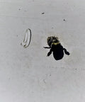 Carpenter bee hole on siding with a stopper plug from Patented Carpenter Bee Traps For Outdoor Use With 304 Stainless Steel Mesh Seal