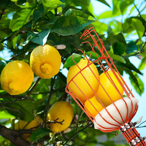 Adjustable 8Ft Fruit Picker Tool With Lightweight Stainless Steel Pole And Large Round Basket, Fruit Catcher For Apples, Oranges, Mangoes, Pears, Avocados, Easy Soft Landing Pad To Prevent Bruises