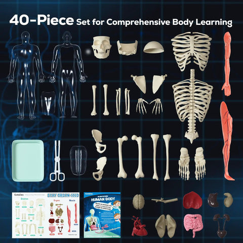 Glow In The Dark Skeleton Model Kit For Hands On Interactive Anatomy Practice 40 Piece Science Toy displayed parts and manuals