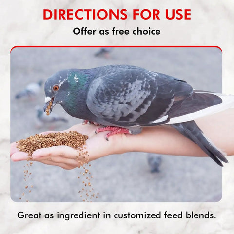 Pigeon eating Pigeon Grit For Strong Muscles And Bones, Nutritious Bird Food For Grit Eating Birds, Supports Digestion from hand
