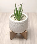 Aloe plant in a white textured pot on wooden stand filled with 2 Lb Natural Decorative Sand For Interior Decor, Vase Fillers And DIY Crafts.