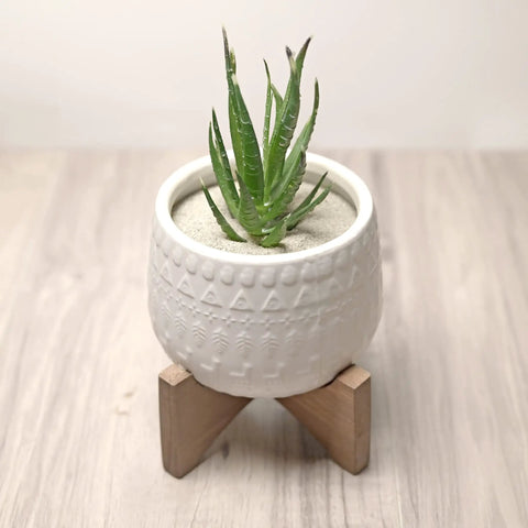 Aloe plant in a white textured pot on wooden stand filled with 2 Lb Natural Decorative Sand For Interior Decor, Vase Fillers And DIY Crafts.