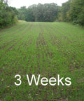 Field planted with Workhorse 60 Inch 3 Point Seeder For Category One Hitches With 10 Seed Rows, 3 weeks growth