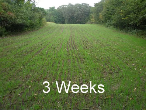 Field planted with Workhorse 60 Inch 3 Point Seeder For Category One Hitches With 10 Seed Rows, 3 weeks growth