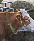 Adjustable Green Canvas Livestock Collar 3 Pack With Secure Locking Buckles For Cattle Calves Horses Sheep Padded Barn Ready Farm Harness, worn by cow.