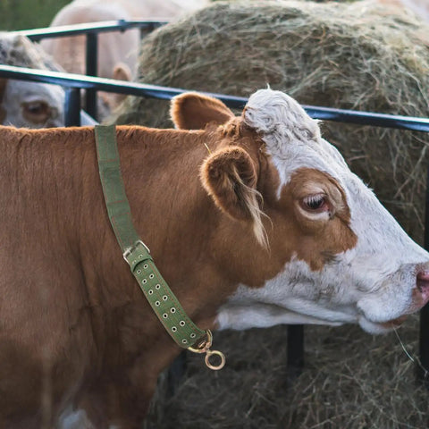 Adjustable Green Canvas Livestock Collar 3 Pack With Secure Locking Buckles For Cattle Calves Horses Sheep Padded Barn Ready Farm Harness, worn by cow.