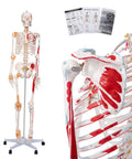 Full Size Posable Anatomy Skeleton With Muscles And Ligaments For Study showcasing muscles, joints, and rolling stand.