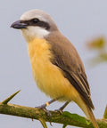 Small bird wearing Dope Multicolor Aluminum Bird Leg Rings Pack For Training And Identification on a branch.