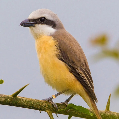 Small bird wearing Dope Multicolor Aluminum Bird Leg Rings Pack For Training And Identification on a branch.