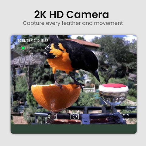Solar Powered Bird Feeder With Camera And 2K HD Video For Real Time Bird Watching, AI Species Identification, bird on feeder