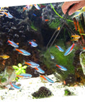 Happyyami stainless steel feeder tweezers with long handle, overhead view over a fish tank with neon tetras