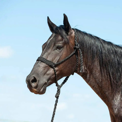 Horse wearing Flat Braided Horse Halter And 9 Foot Lead Rope Set, Durable UV Resistant Colorfast, Will Not Stretch Or Stiffen, Trail Ready