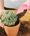 Person using pink scoop from 3 Pack Bonsai Soil Scoops Plastic Garden Shovels Colorful Mini Potting Tools For Plants And Succulents Handy Lightweight Yet Sturdy For Easy Gardening And Transplanting Tasks to add soil to potted succulent.