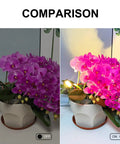 Comparison of LED Spot Light Indoor 2 Pack With 120V Accent Uplight effect on purple flowers, showing lighting modes on and off.