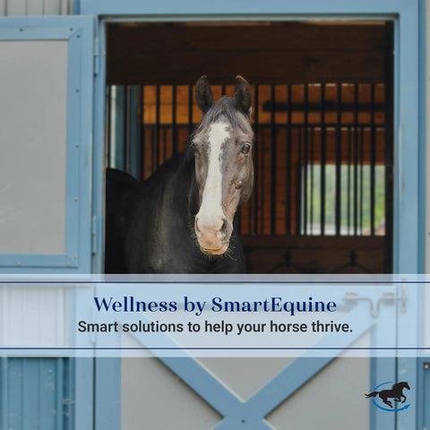 Horse peeking out from a barn stall with blue door, highlighting barn environment.