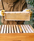 Beekeeper holding frame from 10 Frame Medium Bee Super Box With Beeswax Coating For Langstroth Hives, showcasing dovetail construction.