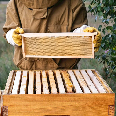 Beekeeper holding frame from 10 Frame Medium Bee Super Box With Beeswax Coating For Langstroth Hives, showcasing dovetail construction.