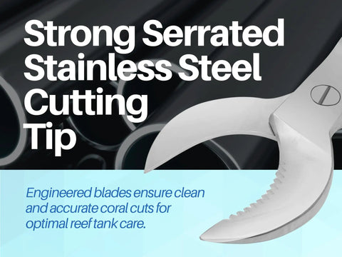 Close-up of serrated cutting edge on 7.5 Inch Crescent Style Coral Cutters Heavy Duty Pro Grade Medical Grade Stainless Steel Fragging Tool