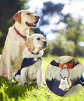 Two Labrador dogs with dog license tag showing "Dog License 007" detail highlighted in circular inset.