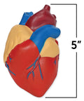 5-inch Hands On Cross Section Heart Model Two Piece Foam Anatomy Tool For Kids And Students To Learn Cardiology And Circulatory System