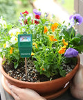 Must Have Soil Moisture Meter For Plants And Garden Nerds Easy To Read Plant Water Meter Soil Tester For Home Pots Bright Color Scale And Large Tick Marks For Quick Readouts Accurate Moisture Level To Prevent Overwatering. Green soil moisture meter in a flower pot