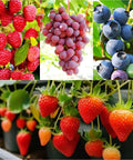 Massive 1700 Piece Mixed Fruit Seed Kit For Backyard Garden Planting Strawberry Raspberry Blueberry And Grape Seeds Non GMO