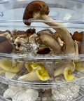 Slick 350 Watt Mushroom Dehydrator With Adjustable Temperature Control And Five Extra Tall Trays That Gonna Dry Your Fresh Herbs Hella Crisp While 360 Airflow Handles Batches Whole No Sweat Ever showcasing various mushrooms on stacked trays.