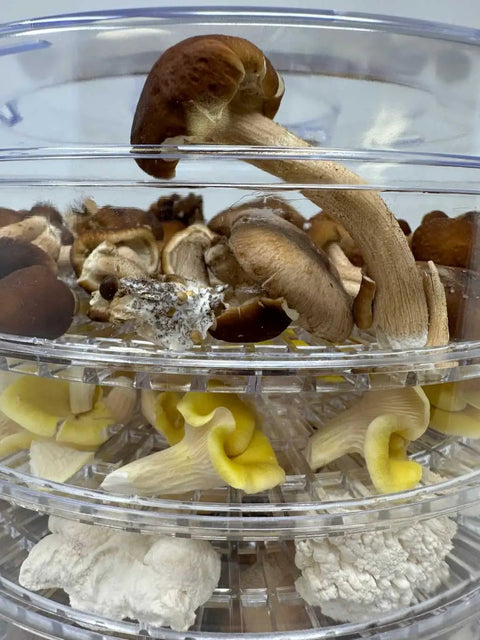 Slick 350 Watt Mushroom Dehydrator With Adjustable Temperature Control And Five Extra Tall Trays That Gonna Dry Your Fresh Herbs Hella Crisp While 360 Airflow Handles Batches Whole No Sweat Ever showcasing various mushrooms on stacked trays.