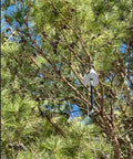 Heavy Duty Solar Hanging Enclosure For LoRa Nodes mounted on a tree, rugged white plastic shell, designed for outdoor connectivity.