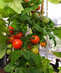 Red Tomato Growth Kit With Kid Greenhouse And Seed Pack Includes Mini Sunflowers And Professional Growing Mix For Big Tomatoes Indoors