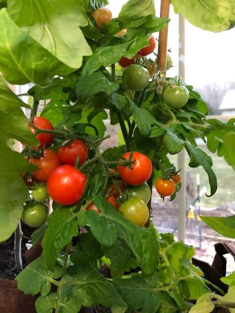 planting tomato seeds in greenhouse Red Tomato Growth Kit