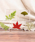 12 Pack Tiny Nature Plant Specimens In Resin For Crystal Clear Close Ups And Study arranged in a decorative display.