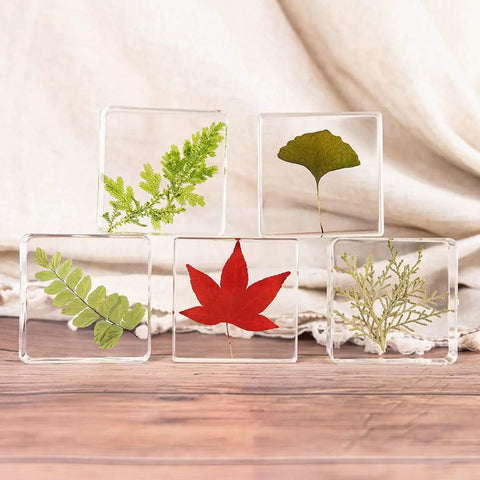 12 Pack Tiny Nature Plant Specimens In Resin For Crystal Clear Close Ups And Study arranged in a decorative display.