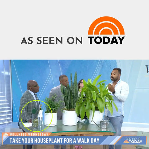 As Seen on Today TV segment with Unlimited Brass Soil Probe With Moisture Meter And Sampler No Batteries Required Root Aerator And Plant Water Monitor For Pots And Indoor Gardens For Potted Plants And Home Gardeners beside houseplants