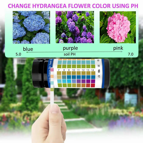 Hand holding 100 Count PH Test Strips For Aquarium And Home Use In Airtight Bottle With 0 To 14 Range Litmus Paper for hydrangea color change