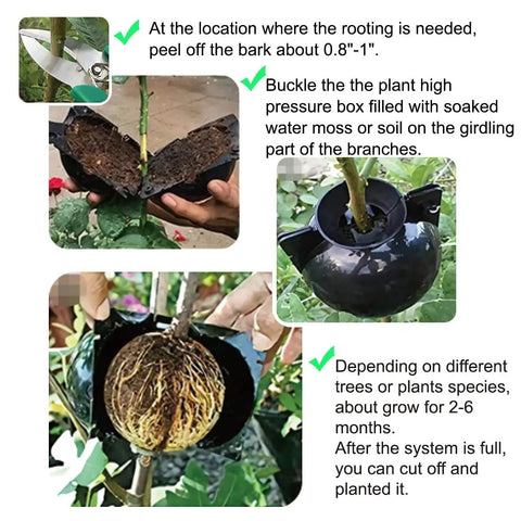 Air Layering Propagation Kit With Zip Ties And No Fuss Reusable Grafting Ball Pods For Fast Plant Rooting And Easy Install Clear Transparent Ball Grafting Boxes Medium Size For Garden And Indoor Use