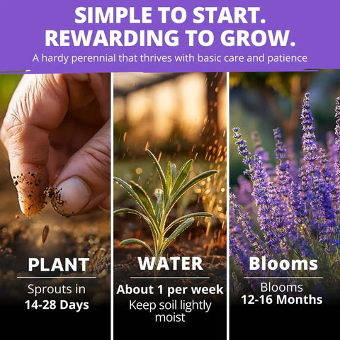 Grab Over 1500 Non GMO English Lavender Seeds for Indoor and Outdoor Planting Vera Variety High Germination True English Lavender Seed for Fragrance and Oil Quality