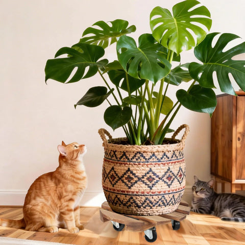 2 Pack Plant Caddies With 360 Degree Lockable Smooth Sliding Wheels For Indoor Outdoor Use under a potted plant indoors with cats