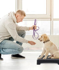 Trainer using Portable Dog Training Platform With Non Skid Surface For Small Dogs 17 Inch By 13 Inch By 3.14 Inch Durable Dog Agility Stand.